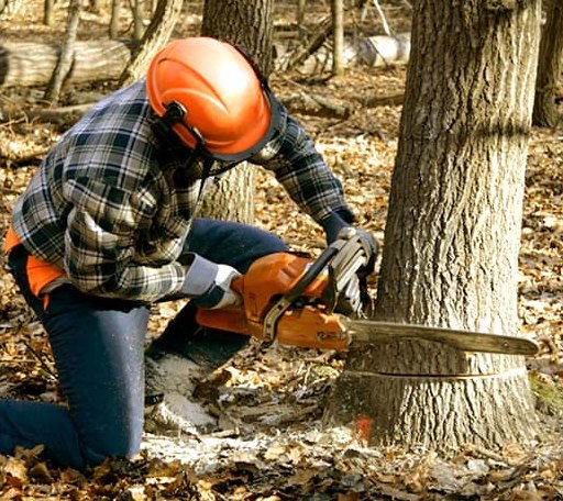 Tree Removal in Strasburg, VA